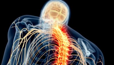 función de la médula espinal
