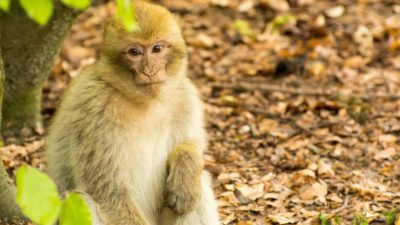 Viruela del mono: qué es y tratamiento