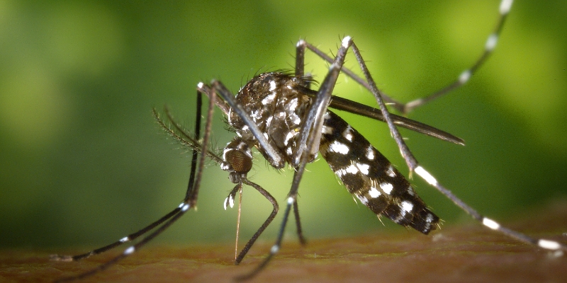 Qué pasa si te pica un mosquito con Fiebre del Nilo